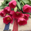 La Romaine - Tulips Thumbnail #2