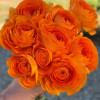 Cloni Success Lambada - Cloni® Ranunculus Thumbnail #2