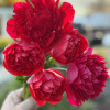 Levante Rosso  - Levante Anemone Thumbnail #2