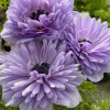 Levante Azzurro - Levante Anemone Thumbnail #1