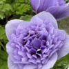 Levante Azzurro - Levante Anemone Thumbnail #2