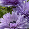 Levante Azzurro - Levante Anemone Thumbnail #2