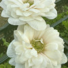 Thank yoy Florage Flowers