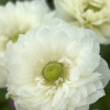 Levante Bianco - Levante Anemone Thumbnail #2