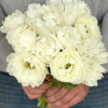 Levante Bianco - Levante Anemone Thumbnail #1
