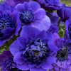 Levante Blu - Levante Anemone Thumbnail #1