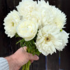 Levante Bianco - Levante Anemone Thumbnail #2