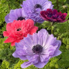 Levante Mix - Levante Anemone Thumbnail #1