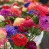 Levante Fucsia - Levante Anemone Thumbnail #2