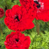 Levante Rosso  - Levante Anemone Thumbnail #2