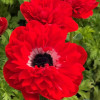 Levante Rosso  - Levante Anemone Thumbnail #1