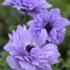 Levante Blu - Levante Anemone Thumbnail #2