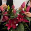 Liber Love - Oriental Hybrid Lilies Thumbnail #1