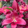 Liber Love - Oriental Hybrid Lilies Thumbnail #2