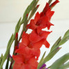 Live Oak - Gladiolus Thumbnail #2