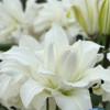 Arosa - Double / Pollen-less Oriental Hybrid Lilies Thumbnail #2
