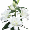 Arosa - Double / Pollen-less Oriental Hybrid Lilies Thumbnail #1
