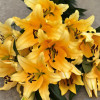 Corcovado - OxT Hybrid Lilies Thumbnail #1