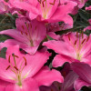Imax - Oriental Hybrid Lilies Thumbnail #2