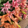Coral Sunset - LxA Hybrid Lilies Thumbnail #2