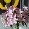 Seattle - OxT Hybrid Lilies Thumbnail #2