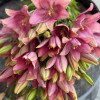 Sweet Sugar - LxA Hybrid Lilies Thumbnail #2
