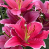 Toba - Oriental Hybrid Lilies Thumbnail #2