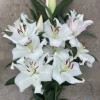 Zambesi - OxT Hybrid Lilies Thumbnail #1