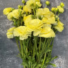 Natura Moderna Eufloria Limoncello (811MDN) - Natura Moderna® Ranunculus Thumbnail #1