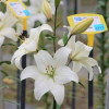 Litouwen - LxA Hybrid Lilies Thumbnail #2