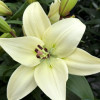 Litouwen - LxA Hybrid Lilies Thumbnail #1