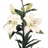 Litouwen - LxA Hybrid Lilies Thumbnail #1
