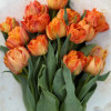 Lorenzo - Tulips Thumbnail #2