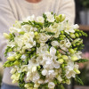 Maestro - Freesia Thumbnail #1