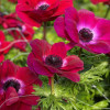 Mistral Magenta - Mistral Anemone Thumbnail #2