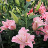 Magic Princess  - Double / Pollen-less Oriental Hybrid Lilies Thumbnail #2