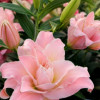 Magic Princess  - Double / Pollen-less Oriental Hybrid Lilies Thumbnail #1