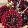 Manoa - Dahlia Thumbnail #2