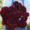 Manoa - Dahlia Thumbnail #1