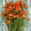 Moderna Natura Mars (MDN842) - Natura Moderna® Ranunculus Thumbnail #1