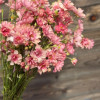 Natura Moderna 1841 (new) - Natura Moderna® Ranunculus Thumbnail #1