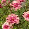 Natura Moderna 1841 (new) - Natura Moderna® Ranunculus Thumbnail #2