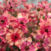 Natura Moderna Allegria (1842MDN) - Natura Moderna® Ranunculus Thumbnail #2