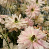 Natura Moderna Aurora (1827MDN) - Natura Moderna® Ranunculus Thumbnail #2