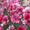 Natura Moderna Minuetto (1830 MDN) - Natura Moderna® Ranunculus Thumbnail #2