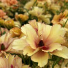 Natura Moderna Oriente (MDN 1870) - Natura Moderna® Ranunculus Thumbnail #2