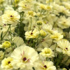 Natura Moderna Cappuccino (843 MDN) - Natura Moderna® Ranunculus Thumbnail #2