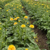 Natura Moderna Miele (814MDN) - Natura Moderna® Ranunculus Thumbnail #2