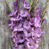 Milka  - Gladiolus Thumbnail #2