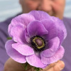 Mistral Milka - Mistral Anemone Thumbnail #2